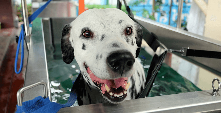 Hydrotherapy for dogs outlet with hip dysplasia