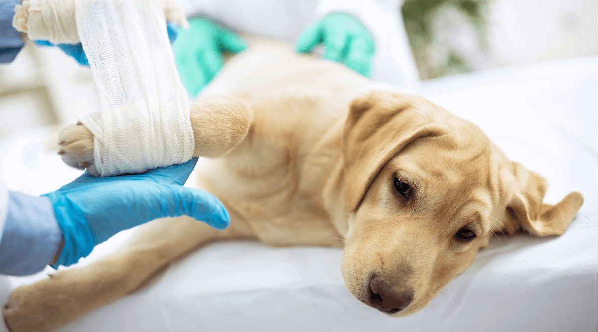 how to treat elbow dysplasia in dogs
