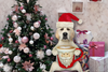 Dog laying on his back wearing santa bandana and surrounded by christmas presents
