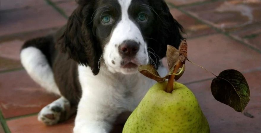 Dogs sale and pears