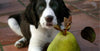 Puppy looking up at a pear