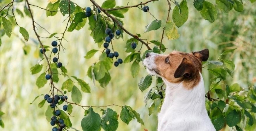 can dogs eat plums and nectarines