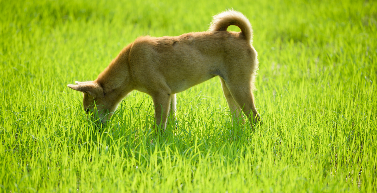 Dog is eating hot sale grass like crazy