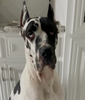 Picture of a black and white Great Dane