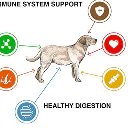 picture of dog with links to immune system support, healthy digestion, healthy heart