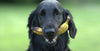Black dog holding a banana in his mouth