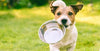 Dog holding a food bowl in his mouth
