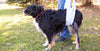 Bernese mountain dog walking with a sling in a park recovering from TPLO surgery