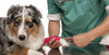 Vet wrapping a bandage, hip dysplasia in dogs