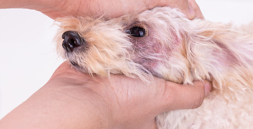 What to Do for Dry Skin on Dogs: Effective Tips and Remedies