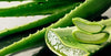 Is aloe vera safe for dogs?