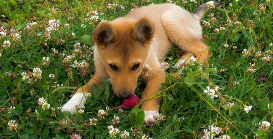 Can dogs eat radishes? | Lively Paws