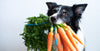 Can dogs eat carrots?