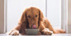 Dog with a food bowl licking his nose