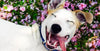 Happy dog with tongue out rolling in flowers