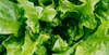 A heart of romaine lettuce