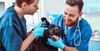 Vet technicians examining a dog's ears