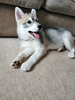 Picture of a 10-week old husky