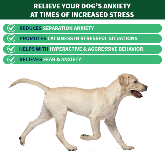 How to Cure your Dog's Separation Anxiety - Shop LP