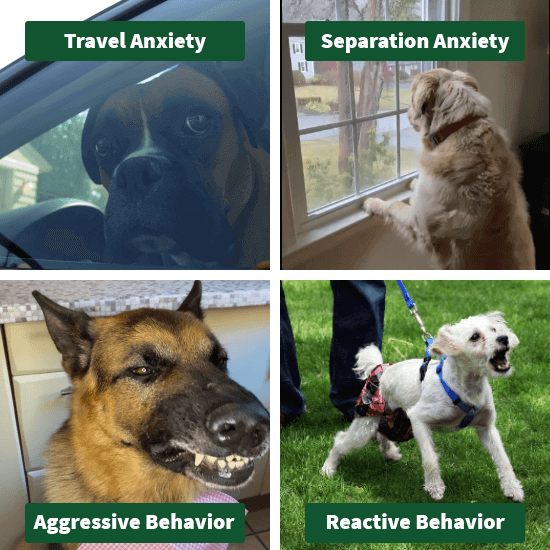 dogs showing signs of travel anxiety, separation anxiety, aggressive behavior, reactive behavior