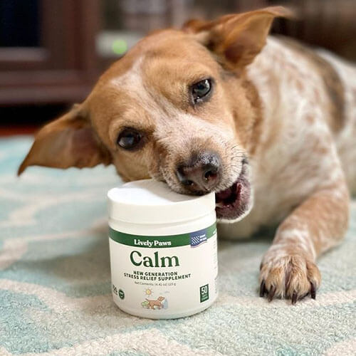 dog chewing on a bottle of Calm supplements