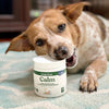 dog chewing on a bottle of Calm supplements