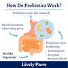 color diagram of probiotic chews going through the digestive system