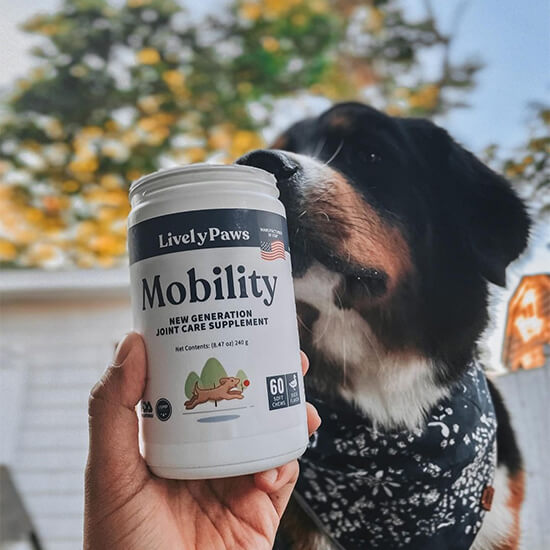 Boarder collie sniffing a bottle of mobility joint care chews