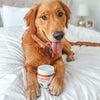 dog with longevity health supplements between front paws