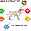 Load image into Gallery viewer, picture of dog with links to immune system support, healthy digestion, healthy heart